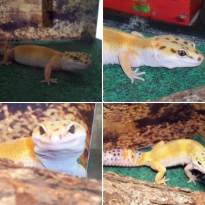chibicricket