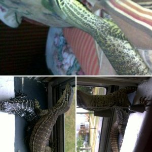 reptilover3