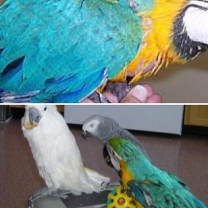 exoticspets20