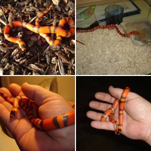 reptilebill