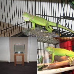 greenlover