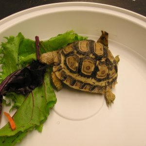 environmentalteach