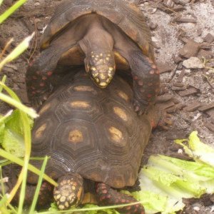 tandrreptiles