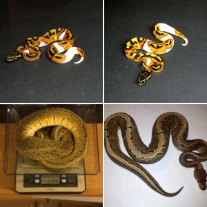 tikigator