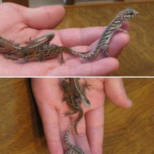 lizardwhisperer