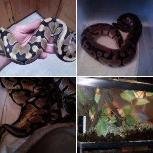 Uroboros