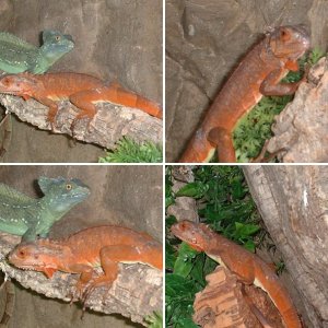 cornsnakes.eu