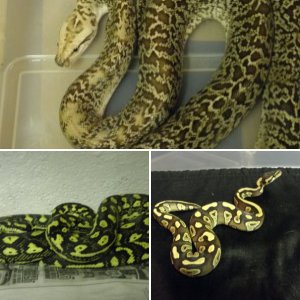 dmgserpents