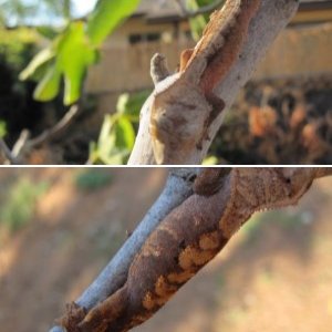 Geckotopia