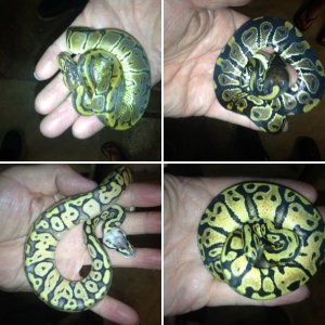 bertha