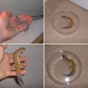 oscarthelizard
