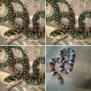 Oldworld exotics