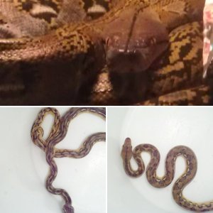 randyjr86