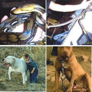 romeoskombatkennel
