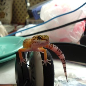geckonate