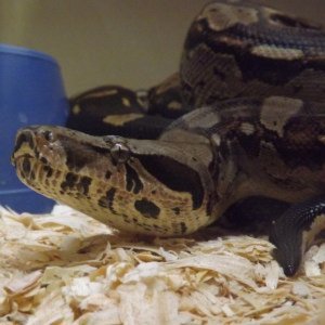 designerconstrictormorphs