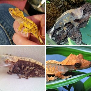Gecko_Garden