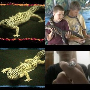 snakewrangler89