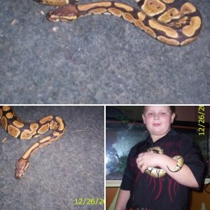 snakes12