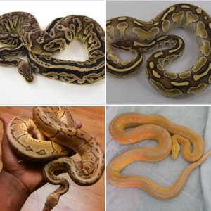 pacificballpythons