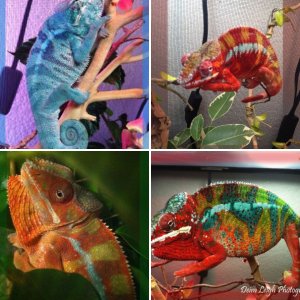 PantherChameleons
