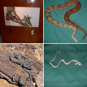 Jay Fischer Herps