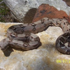 BryonsBoas