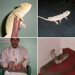 egyptian Reptiles