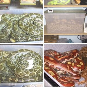 molurusbreedingcente