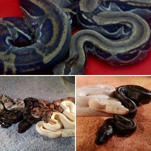 PC Reptiles & Exotics