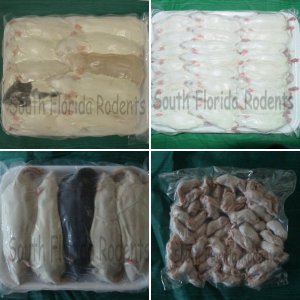 SouthFloridaRodents