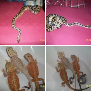 BaierDragons