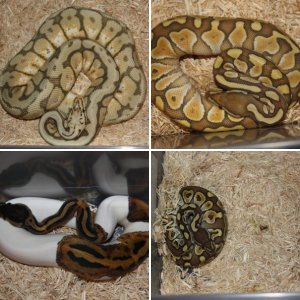 CNewReptiles