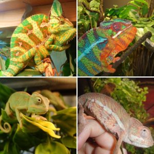 chameleonsgalore