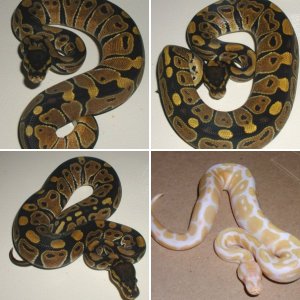 Gecko_Den