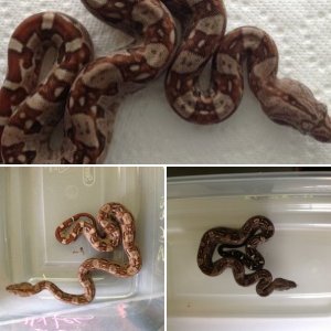 SnakeWisperer