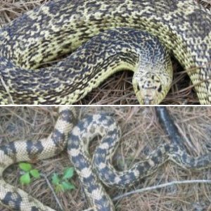 Palmetto Reptiles