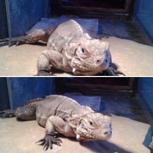 LizardMania