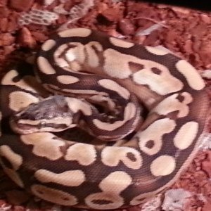 TJpythons112