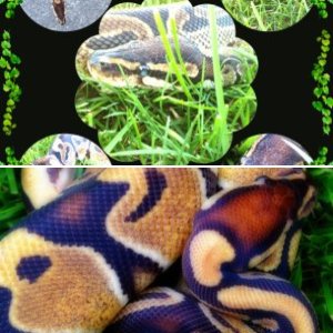 Ball Babies Reptiles