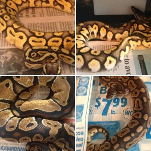 HardShellPete