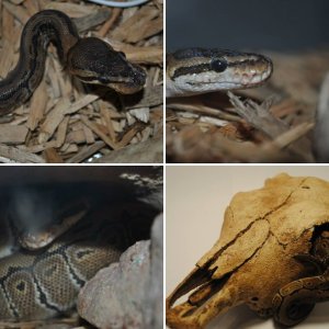 lizardking97