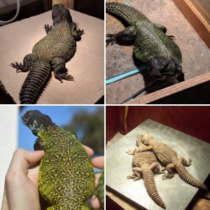 LizardMania
