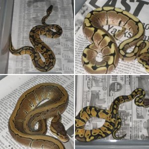Kirks Herps