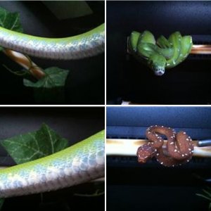futureherpbreeder