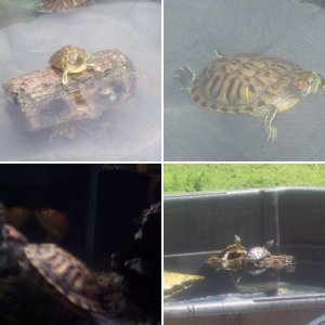 turtlez