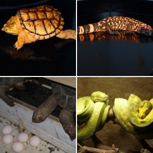 eggbound