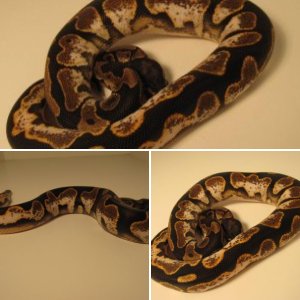 snakeboy12
