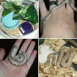 HyderHouseHerps