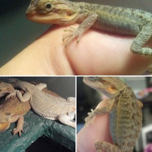 DragonsDragons
